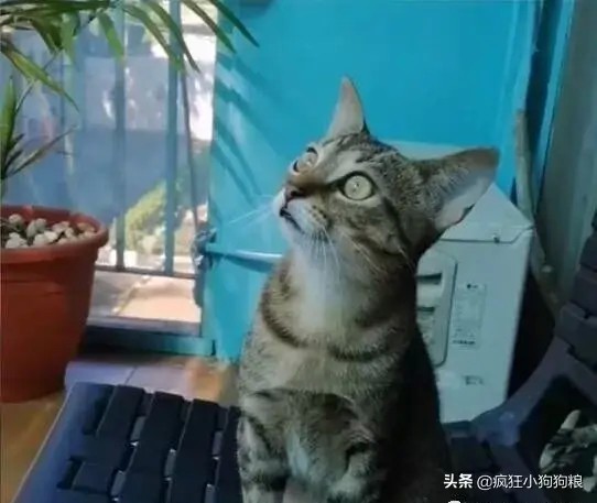 网友诱捕了一只虎斑猫回家,才养3个月发生惊人转变!