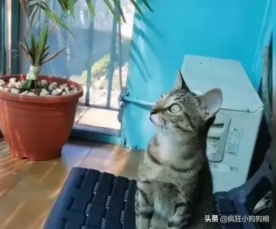 网友诱捕了一只虎斑猫回家,才养3个月发生惊人转变!