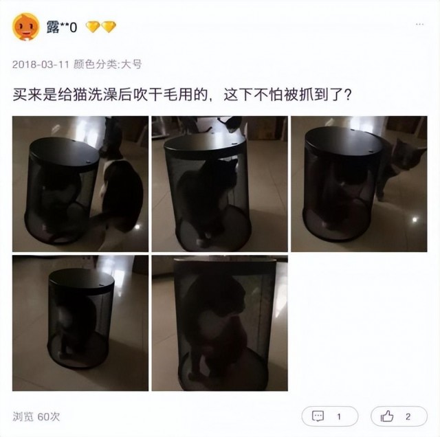 猫咪洗澡后吹干的小妙招