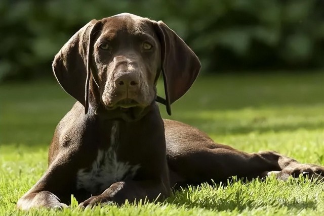 拉布拉多二弟：德国短毛指示犬的起源与历史！