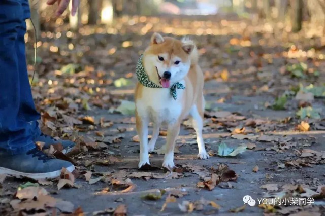 纯种柴犬幼犬一只多少钱