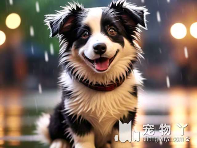 养斗牛犬的技巧