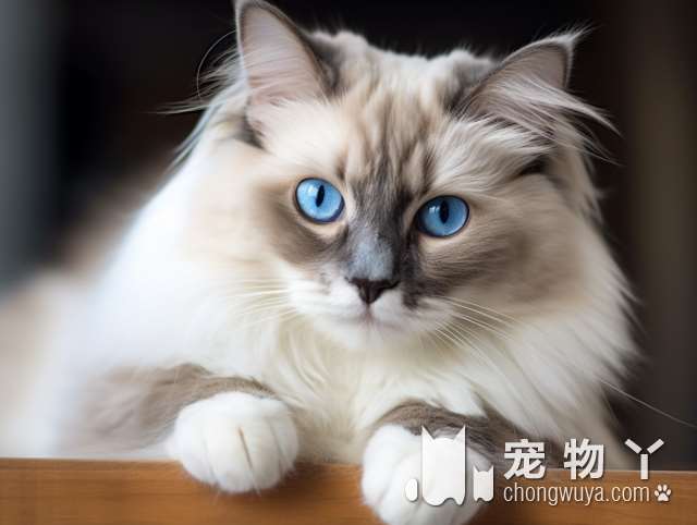 蓝猫与波斯猫异同？